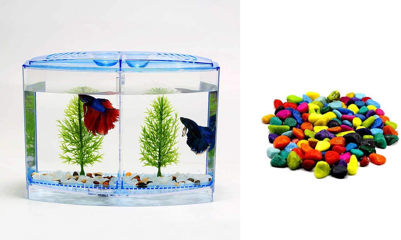 AQUAPETZWORLD Acrylic Mini Fish Betta Double House Breeding Box Tank Hatchery Incubator Aquarium Isolation Box for Baby Shrimp Guppy (20x10 x15cm) 2 Plants & 350g multicolor stone RANDOM COLOR PATTERN
